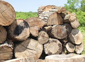 Firewood
