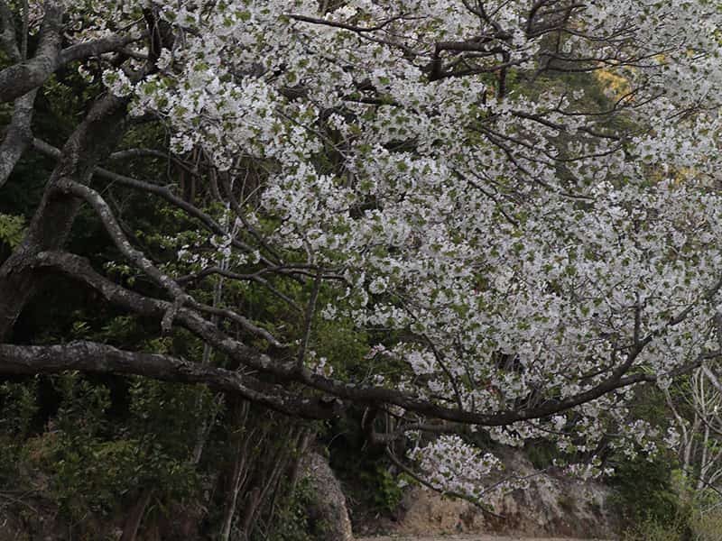 原生の森散歩道