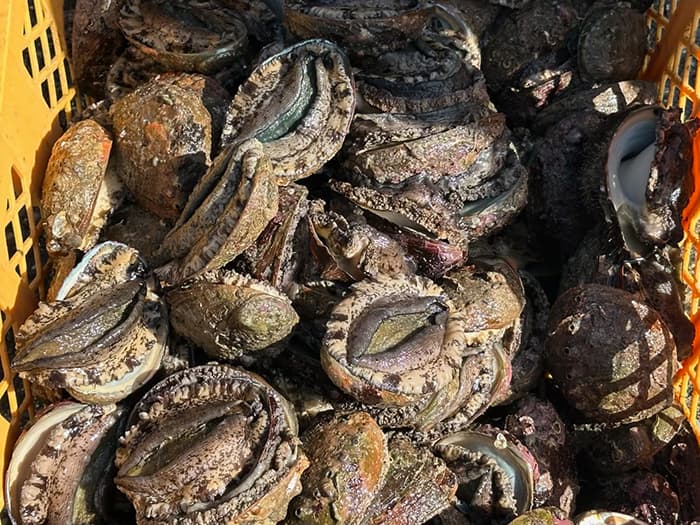 成果が見え始めた黒鮑漁